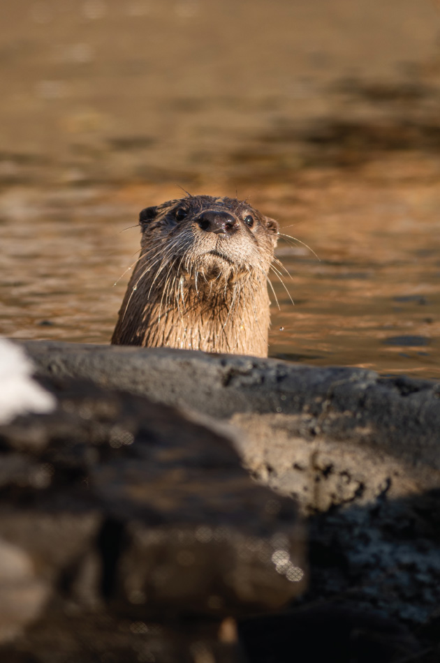 Loutre-Portfolio-630x950px